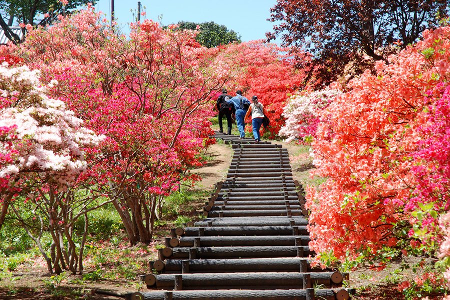 🌸 카사마 철쭉 공원(카사마 츠츠지 코엔) 이미지 3